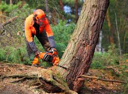 Leaf Removal in Rockwall, TX