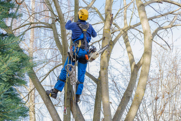 Professional Tree Removal Services in Rockwall, TX